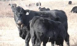 We have a small offering of Full Blood Welsh Black Heifer calves for sale.  These heifers are May/June born calves and will be vaccinated prior to sale.  Our herd is exclusively Kaiser Cattle Co genetics.  These are small framed, docile cattle ideally