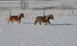 Ponies!!!
 
Horses for Children
Quiet, friendly, children can lead, brush, ride.
 
Tinkerbell and Rosie are 32inches,  will stand quietly  tied up all day waiting for cookies and pets. 
 
 Selling to good home only these ponies have been well cared for,
