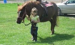 Beautiful chestnut mare. 9 years old and approx. 14hands. This Pony has been there done that. She is a great pony for any child. She rides english and western. She has been used in lessons and summer camps. She has done parades and drill. She does walk