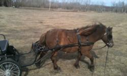 Selling my pony, Rocky. He is a 9 hand gelding with a wonderful disposition and tons of character. I have owned him since he was about 10 months old and he is now 8 years old. He is a cross of a mini and a shetland, liver chestnut brown with a star,