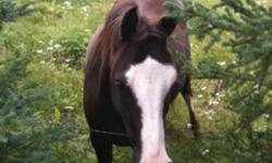 nugget is a 7 year old arab x welsh pony, hes extremely effectionate loves peopl, he has been topped out but thats really all no time, with a little work hed make a greqt kids pony
This ad was posted with the Kijiji Classifieds app.