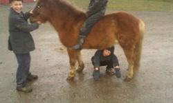 Chestnut pony gelding, 9 years and 12 hh
Rides and drives
Suitable for a beginner