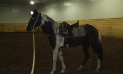 Just started, great temperment and personality!! Lunges at walk, trot, and canter with or with out tack. Great prospect for intermediate or above horseowner/rider. Good movement, easy to work with and willing to learn!!
 
do have short video clips of her
