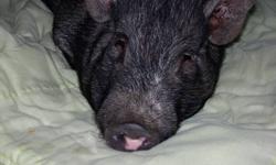 Our pot belly pig Harley is a freindly  un nuetured male  just about a year old  looking for a loving home very fun to have around call  if interested 587-229-7261