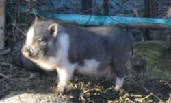 NO emails please, phone calls only, posting for a friend all inquiries to Brian at 902 768-2159
near Shelburne and Barrington Passage
 
2 large female potbelly pigs FREE to good home.
Potbellied piglets $200 to $300 some ready to go, some ready before