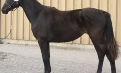 Much Too Classy2010 Dark Bay Filly ? Will Finish 16 Hands
 
CWHBA # PENDING
 
* * * * * * * * * * * * * * * * * * * * * * * * * * *
 
Oasis is a very pretty dark bay filly. She is friendly and well mannered. She has 3 nice gaits and correct conformation.