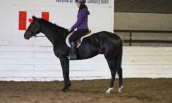 Ocean Prospector
ABSOLUTLEY STUNNING 2006 Black 16.1 h reg tbred gelding broke to ride and
drive.
Ocean is proving to be an awesome moving, super minded gelding who could
excel at anything you wish. Once in a while you get a chance to own a
truly great