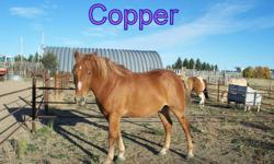 Copper - QH mix, 15 2 hh 6 yr old broke to ride. Copper has had in excess of 90 days of professional training over and above alot of hours in the saddle. He has been started with calf roping and team roping. This past summer we used him as a leadline