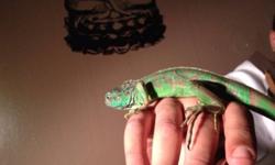i have a 4 months old green Iguana, well trained, too cute.
reason for selling i'm movin and going to be too busy to take care of it.
please email me for more info
This ad was posted with the Kijiji Classifieds app.