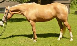 PRICE REDUCED!!!  Gorgeous Palomino Mare, 14.1 1/2hh, 4 years old.  Wonderful Pony Club prospect!  Very flashy, with 3 long socks, a blaze and 2 blue eyes, Farah is a calm and quiet pony with the attitude to do anything asked of her.  She is currently