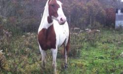 I have a 13.2h QH/paint, has had minimal training, really good manners.
I have ridden him at a walk only with just a lead rope on his halter, no buck, kick, or bolt.
Would make a great kids pony !
Selling due to he is going to be too small for me, and I