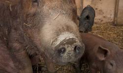 we have proven Tamworth sows for sale , Good breeders and mothers