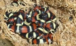 I have three beautiful baby Pueblan milksnake hatchlings left for sale. Bright and intense band colourations with very minimal to no "scale-tipping". All have had their first sheds and several meals each. Hatched Dec. 10th, 2011.
 
      Please email back