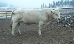 Its time to change up our bulls, so this boy is for sale, he is a 4 yr old Charolia bull, he is in great health, easy to handle and good breeding bull, sires very nice calves.
Located in Clinton