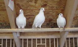 Offered for the FIRST time ........Pure White Homing Pigeons ; stock birds all imported from the US .
 
Breeding Pairs offered at $ 150.00 pair
 
ONLY I PAIR AVAILABLE !!!
 
VERY LIMITED QUANTITIES .......
Phone ( 204 ) 981-4968     ( Peter Pauls )
3561