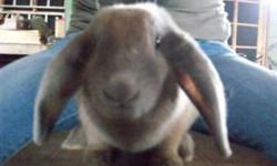 This is a female purebread lop rabbit who is just 2 years old. She is very cute and has a good temperment!