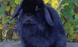 This little guy is a 5 month old purebred black Holland Lop Buck. He's going to be very handsome when he's all grown up and should mature to 3.25 pounds. He's a very sweet little guy! He comes with a bag of transition food, a free nail clipping and a 30