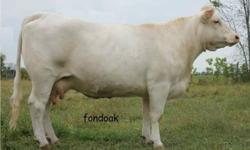 Fondoak Yeehaw 1W is a purebred Charolais bull calf who was born April 10th, 2011. He is sired by Cedardale Tyrant who has sired many great animals and is out of a mother who is out of the legendary LT Western Spur.
Don?t let his age fool you, he is a