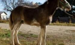 For sale, 1 dark bay purebred clydesdale stud foal. Out of Dew Ridge Lady II and Battle River Montgomerey. Asking $1000.00.   For more information please call Gary at 306-843-3128.   Thank-you