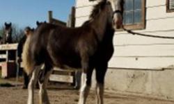 For sale, 2 purebred clydesdales. 1 yearling gelding, 1 stud foal. They are full brothers, very well matched, and well mannered. They are out of Battle River Montgomerey and Sunny creek Jacey. Asking $1500.00 each. For more information please call Gary at