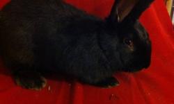 I have one black Flemish Giant buck for sale. He is about 4 months old, is mostly litter box trained and is friendly.
He is about 11 pounds now, and is expected to reach about 15-16 lbs when full grown. His mom was imported from the US, and the dad is a
