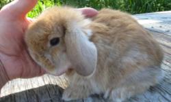 Gayles Rabbits a reputable breeder, near Spruce Grove and Stony Plain, has Holland Lop bunnies and adults for sale. These are the SMALLEST of the Lop breed, maturing to 3 to 4 lbs. They have EXCELLENT temperament are very friendly and are a favorite of