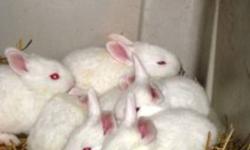 Purebred NewZealand Rabbits for sale both bucks and does. They were born October 8,2011 and will be weaned at 6 -7 weeks of age. My doe weights 11.5 lbs and the buck weights 12.0lbs. I will hold until weaning with a deposit so come and reseve yours now.