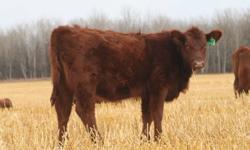 We have a selection of Purebred Red Angus heifers for sale.  There is 5 long yearlings, 3 with papers, 2 without.  Also have 7 heifer calves, born in April, 2011 with papers.  For more information please contact Devin at (780)876-6252 or visit our web