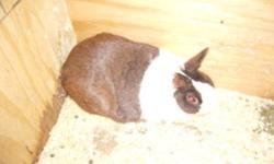 Purebred chocolate and white dutch with tattoo and full pedigree. I have just what the title says, looking for some different does and decided to sell Bella. Friendly rabbit would be good for breeding or a pet, wouldn't be good for show as she has a white