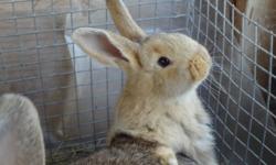 we have two beautiful purebreed flemish giant bunnies available
there are 5 weeks old, healthy, extremely friendly and loveable!! their eating fully on their own,
and they are a beautiful light sandy colour,
price is: $50 each
 
both parents are on site