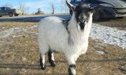 Billy is a 1 1/2yr old intact pygmy/fainting goat cross buck. Proven breeder. Billy is full of personality and is extremely gentle. We prefer he goes to a pet home. If you have any questions about him just shoot me an email. Would consider trades for