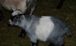 I have several pygmy goats for sale.  All are friendly, variety of colours.  These babies have all been handled by children and are easy to handle.  Ready for new homes.  Males are all in tact but can be neutered.  First three pictures are males, rest are