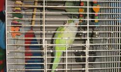 2 yr old male quaker parrot.
Hand raised, green with quaker colours.
He can say I love you, Quaker, pretty bird and other assorted words and phrases.  He gives kisses on the lips if you signal to kiss.  He flys to you when called.
Has been around cats and