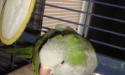 QUAKER PARROT WITH CAGE ON WHEELS, MALE, THREE
YEARS OLD, VERY FRIENDLY  --- YOU CAN PET HIM, SCRATCH HIS HEAD AND LAY HIM ON HIS BACK WHEN HE IS AWAY FROM HIS CAGE!!! TALKS SOME ... SAYS A FEW WORDS AND LIKES TO MIMIC SOUNDS ...... COUGHS AND SNEEZES,