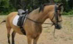 Must Sell, make an offer. Will only go to a great home.
 
6 yr old 15hh welsh cob and 4 yr old 13'3 morgan/nfld cross.
 
Both going well undersaddle and will excel in english, trails, driving and pony club.
 
Come have a look, trailering provided within
