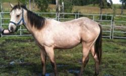 2010 quarterhorse buckskin, sire: CT dollar, dam: Tardy's blue step. Great disposition to take you anywhere you want to go. Haltered. Not yet gelded.
This ad was posted with the Kijiji Classifieds app.