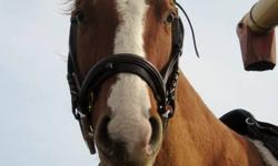 Howdy is a quarter horse he is 15hh. & 11 years old. He is a project horse he was once a well trained horse was very ride able by many people.He went for a month for training and picked up some good manners. You can saddle him bridle him pick his feet and