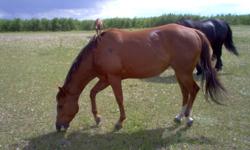 This is a 5 year old Registered Quarter horse filly with the Doc-Bar bloodlines would make a great,barral racing,trail horse or brood mare.Has Doc-Bar on her papers top an bottom.