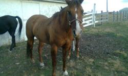 Quarter horse he is 13 year old dun with strip down his back light main and tail. Anyone can ride him. He has done everything from Roping, Barrel Racing, Jumping, Trails, Pony rides. and more I am just getting really busy and don't have time for him any