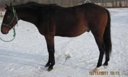 Unregistered 3 year old dark bay quarter horse gelding. Sonny is UTD on Shots and Farrier. Has been started on ground work, Sonny has had the bridle and the saddle on his back and is almost ready to get on. Sire is Reg'd QH Doc Taris Spiderman, Dam