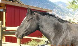 Tuffy is a beautiful 6 yr old mare, very lovey, comes when called, she has had professional training and is ready to go in any direction, please call 250-499-2741, selling due to health reasons, experienced riders only.