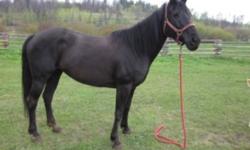 10yrs old, beautiful black mare Quarter Horse mare. 15hh. not registered but purebred.
?Lulu? is a great horse for any kind of outdoors activity. She has been used for hunting,packing, chasing cattle, trail riding and much more.  Owned by the family since
