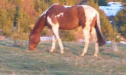 Sidhe Bheg is an eight year old quarter horse mare. Her coloration qualifies her to be a Paint, as well. She is 15.1 hands high and possesses the barrel chested, stocky build of good range and barrel horses. She is trained to ride Western saddle and also