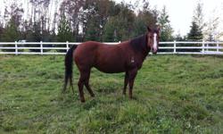 I have a papered quarter horse mare about 14 years old. Jackie has been used for pleasure riding, on organized trail rides and just around the area. She loads well, comes to you and is up to date on everything.
Probably better suited for intermediate and