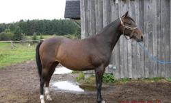 Looking For A New Best Friend
 
Miracle is a 15.1hh dark bay three year old mare.  She has been well handled and is used to being around vets, farrier,children and the day to day running of a barn.  She has been bridled and saddled and is waiting for