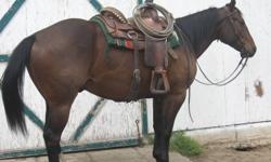 2006 QH gelding  15.2 hh used 3 yrs in community pasture runs hard to cattle. Would make nice head horse,barrel horse, ranch horse.