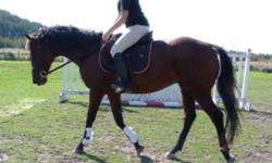 Very Handsome quiet... sound bay gelding with star! 15.3h 11yrs old.  Don't miss out on this guy...he is VERY well trained and has done it all!...cleans up in the show ring...hacks out alone or with others.  Frames beautifully, great jumper, nice mover!