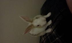 We are selling our Netherland Dwarf rabbit about 3 1/2 months in age, and she is litter trained .She is not getting the love she deserves because I'm in school full time and my fiance works full time She is use to other animals, she plays with our kitten