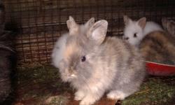 i'm renovating my rabbitry and need to make room...this is a great price to sell quickly...if you buy most or all i'll lower it even more...here's what i've got: 1 female new zealand red 2 yrs old...1 flemish/new zealand mix female 18 mos...breeding pair