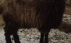 Purebred registered Cotswold ram lamb for sale. Big beautiful boy, shades of black/brown wool. Make exceptional market lambs when crossed with commercial or purebred ewes. Narrow heads help at lambing time. Can be sold with or without papers, may assist
